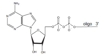 5-Adenylated-RNA