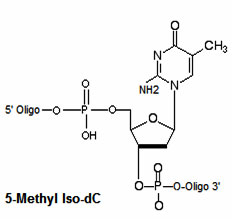 iso methyl degenerate dc bases oligo biosyn