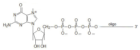 5-N7-Methylguanosine