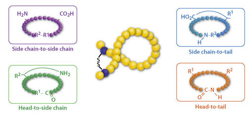 Peptide Cycliczation Synthesis Services