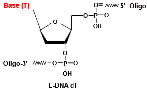 L-DNA dT Modfication