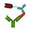 Antibody Enzyme Labeling - Antibody-HRP, Antibody-AP