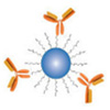 Antibody Nanoparticle Conjugation