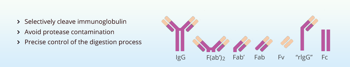 Antibody Fragmentation
