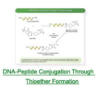 DNA Peptide Conjugation