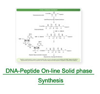 DNA Peptide On-Line Solid phase synthesis