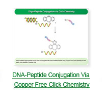 DNA-Peptide Conjugation Via Copper Free Click Chemistry