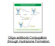 oligo antibody conjugation