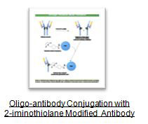oligo antibody conjugation