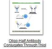 Oligo-Half Antibody Conjguates