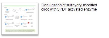 Conjugation of sulfhydryl modified oligo