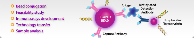 Luminex Bead Conjugates