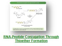 RNA peptide Conjugation