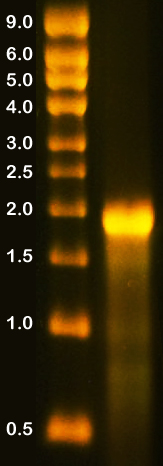 Long RNA Denaturing-Agarose Gel
