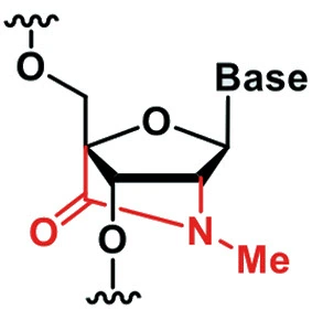 Chemical structure of N-methyl amido-bridged nucleic acid (AmNA) showing the constrained sugar ring and amide bridge