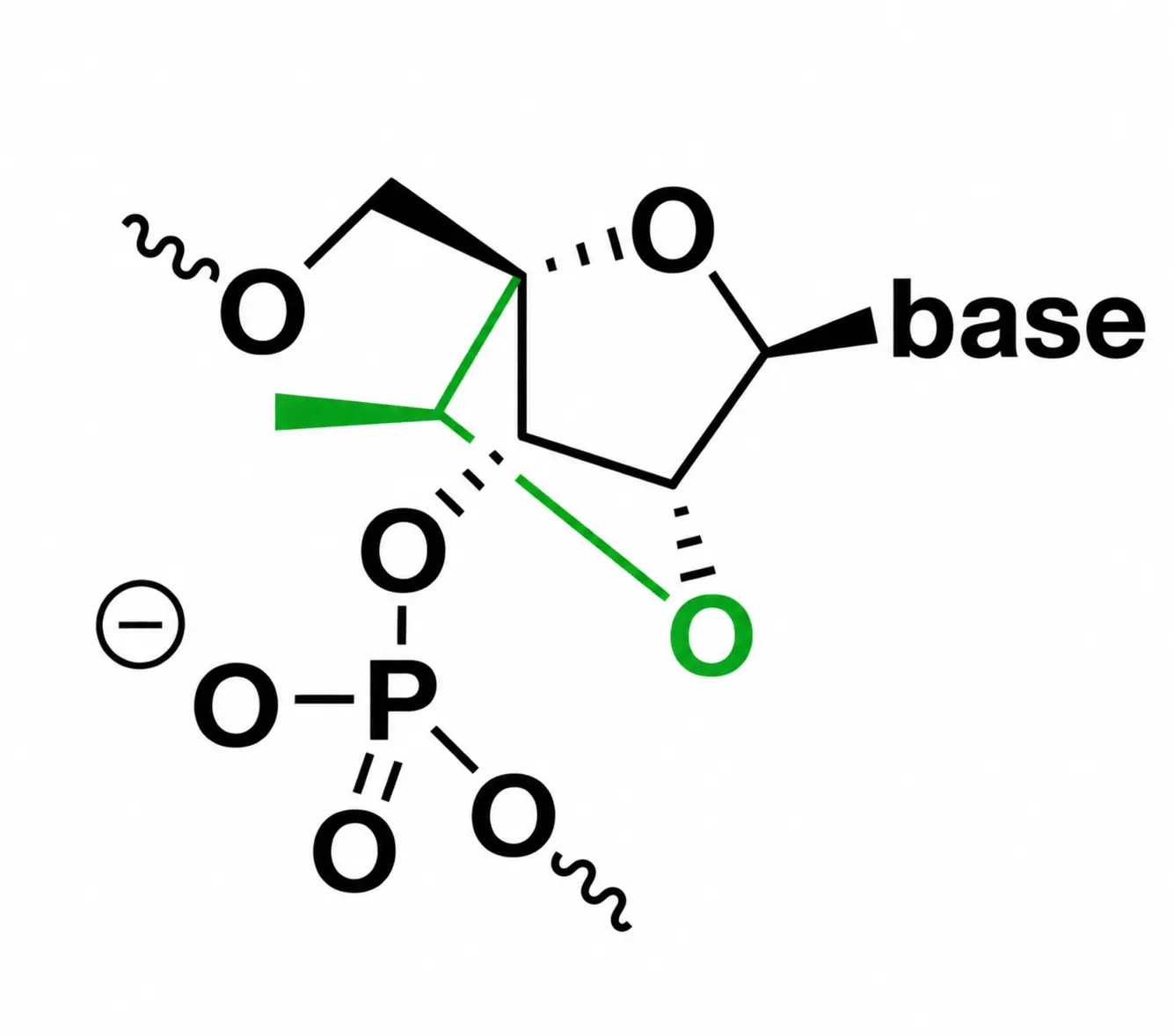 Chemical structure of 2′-O,4′-C-ethylene-bridged nucleic acid (ENA)
