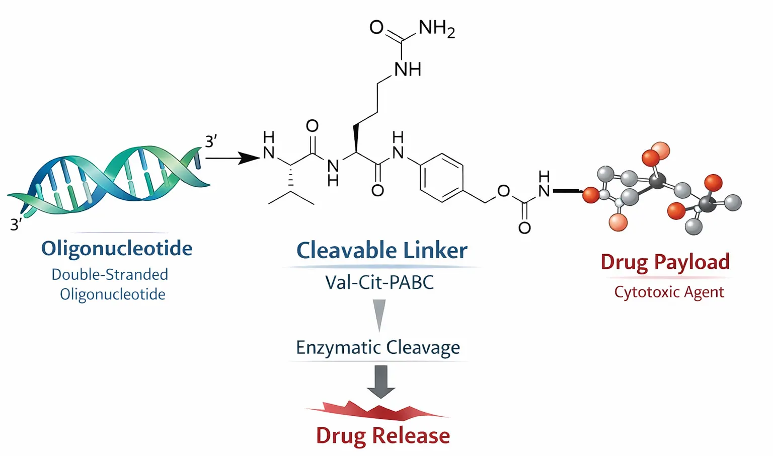 Cleavable linker oligonucleotide drug conjugate diagram showing Val-Cit-PABC enzymatic cleavage and payload release