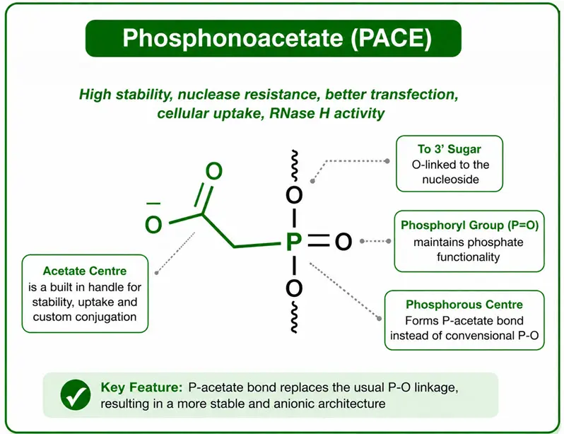 Phosphonoacetate PACE backbone linkage showing the acetate group, phosphoryl group and phosphorus center