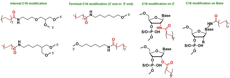 Representative C4 saturated fatty acid modification architectures showing internal modification, terminal 3-prime or 5-prime modification, 2-prime modification, and base modification.