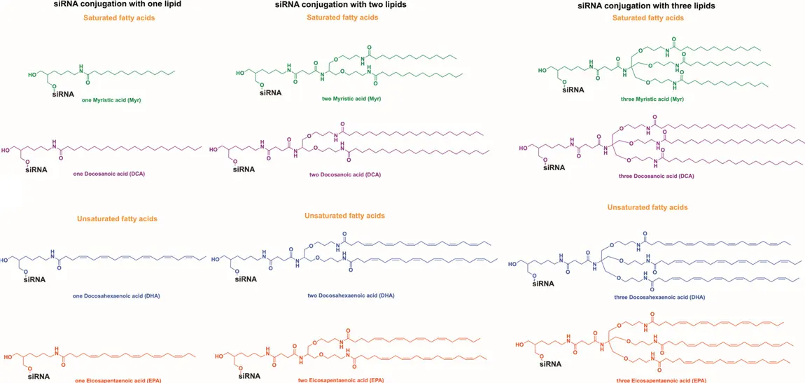 Representative single, dual, and triple saturated fatty acid siRNA conjugates using myristic and docosanoic acid architectures