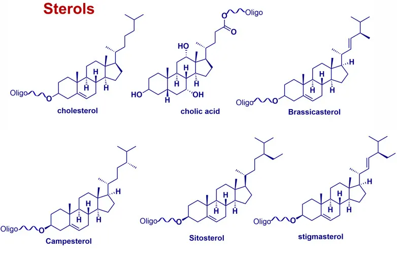 Representative oligonucleotide conjugates with cholesterol, cholic acid, brassicasterol, campesterol, sitosterol and stigmasterol.
