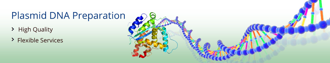 Plasmid DNA Preparation Services