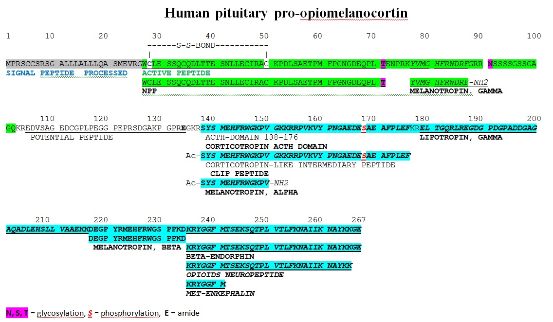 Human Pituitary Pro-Opiomelanocortin or POMC