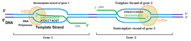 Transcription of two genes