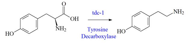 Tyrosine decarboxylation reaction