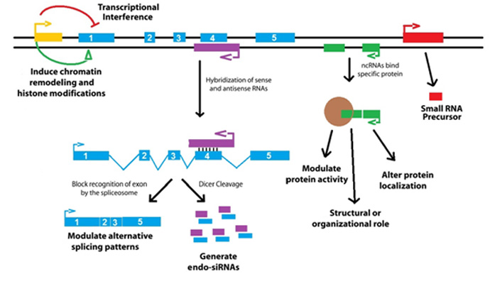 Functions of lncRNAs