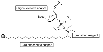 Interaction of an oligonucleotide 