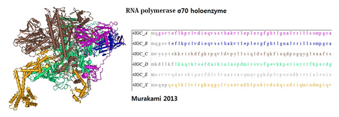RNA polymerases