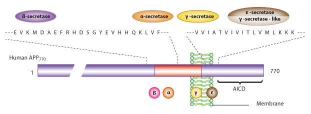 Biosyn beta amyloid peptide conjgates
